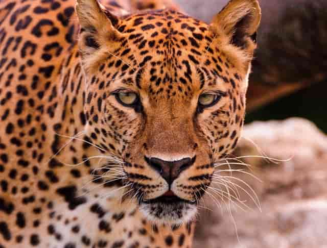 50岁的人，债务规模已经超过承受能力，该怎么办？