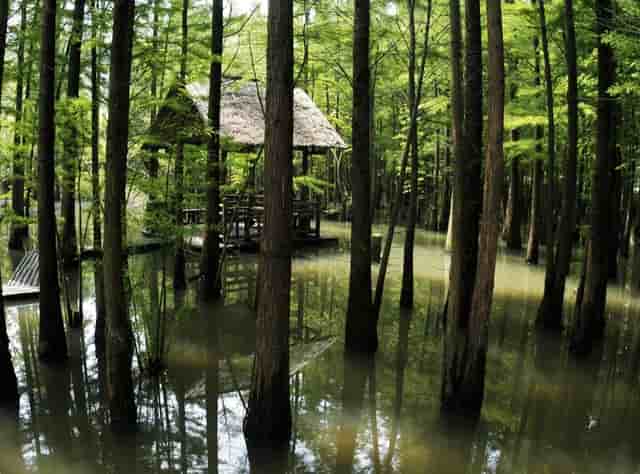 袖虎宠物解读宠物行业是否存在加盟骗局？