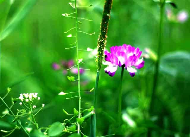 袖虎的十大宠物禁忌食品警告!