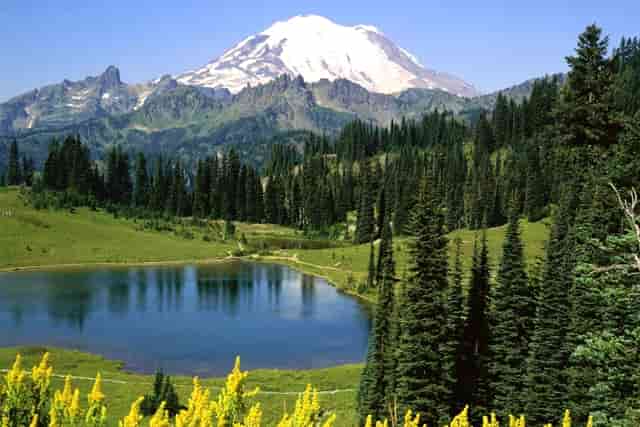 袖虎揭秘：病猫病狗也可能是过敏吗？了解下