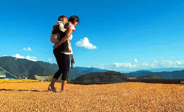 袖虎教你避雷：猫咪的虚假求救信号和真实求救信号