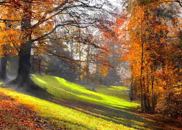 50岁的人想在农村发展畜牧业。什么比较好，有前途？