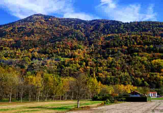 袖虎病猫攻略：猫白内障的原因你知道吗