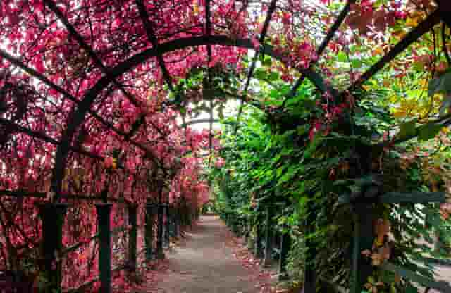 袖虎病猫攻略：感染猫绦虫不要慌，袖虎宠物教你来驱虫