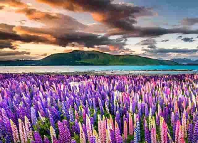 袖虎加盟故事：打消亲子家庭养宠疑虑