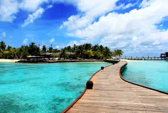 现在狗狗智商高吗(狗狗智商多高)