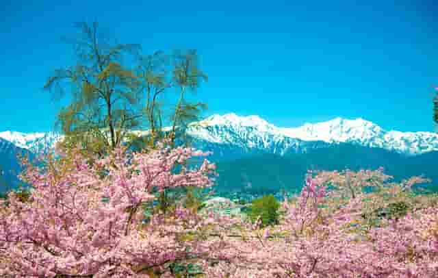 东京奥运会中国跳水成绩(2021东京奥运会跳水选拔赛)