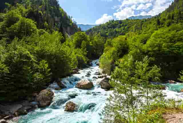 袖虎病猫攻略：猫咪上呼吸道感染怎么治